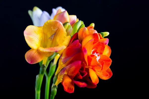 Siyah izole güzel Frezya çiçek buketi — Stok fotoğraf