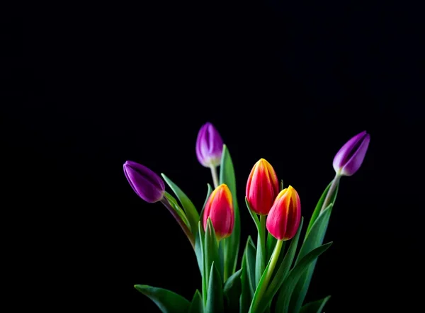 Lindas flores de tulipa isoladas no fundo preto — Fotografia de Stock