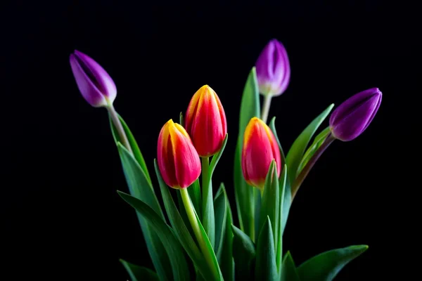 Lindas flores de tulipa isoladas no fundo preto — Fotografia de Stock