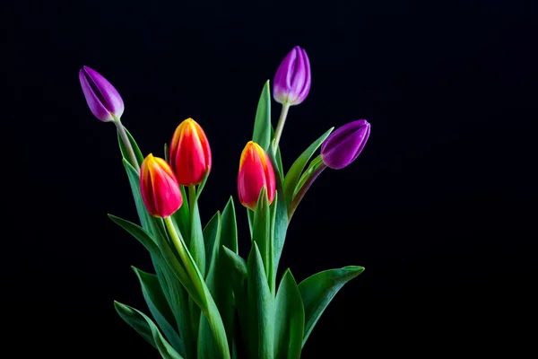 Belles fleurs de tulipes isolées sur fond noir — Photo