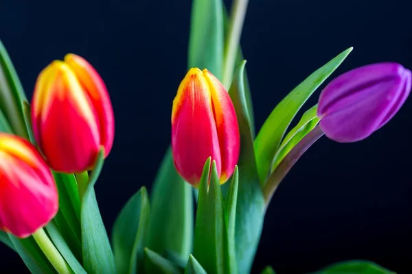 Lindas flores de tulipa isoladas no fundo preto — Fotografia de Stock