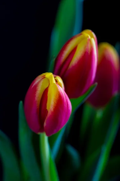 Vackra tulpaner blommor isolerad på svart bakgrund — Stockfoto