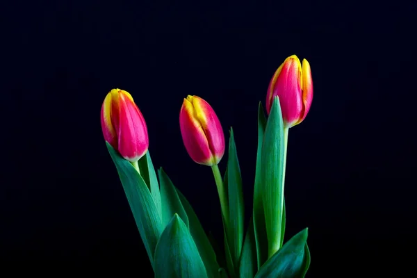 Mooie tulp bloemen geïsoleerd op zwarte achtergrond — Stockfoto