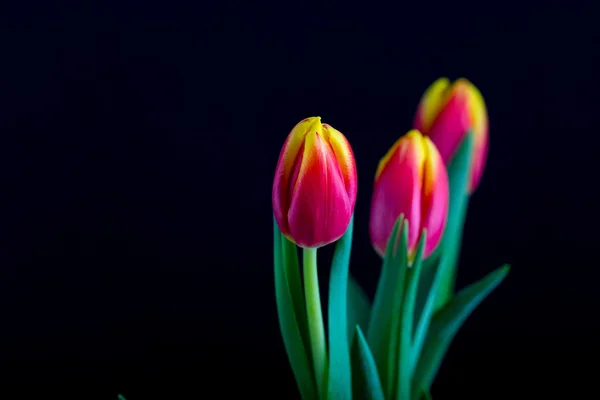 Mooie tulp bloemen geïsoleerd op zwarte achtergrond — Stockfoto