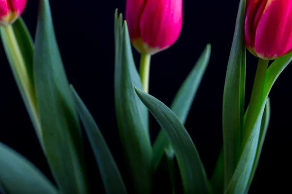 Hermosas flores de tulipán aisladas sobre fondo negro — Foto de Stock