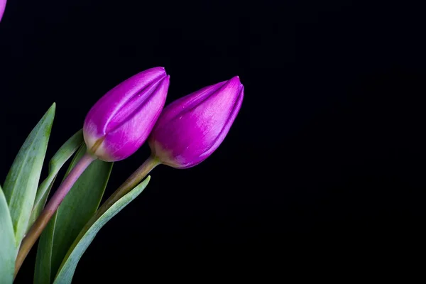 Lindas flores de tulipa isoladas no fundo preto — Fotografia de Stock