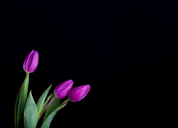 Mooie tulp bloemen geïsoleerd op zwarte achtergrond — Stockfoto