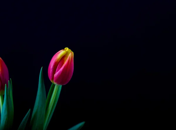 Siyah arka plan üzerine izole güzel Lale çiçek — Stok fotoğraf