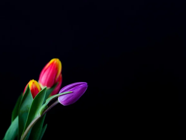 Mooie tulp bloemen geïsoleerd op zwarte achtergrond — Stockfoto