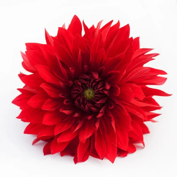 Red dahlia