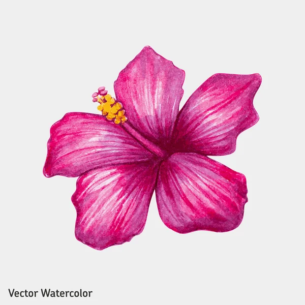 Tropische Hibiscus bloem — Stockvector