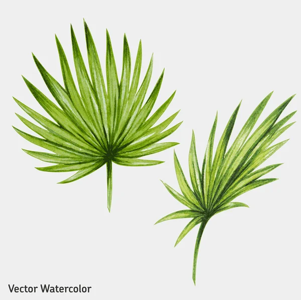 Palm bomen bladeren — Stockvector