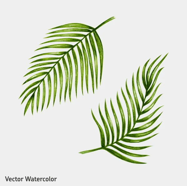 Palm bomen bladeren — Stockvector