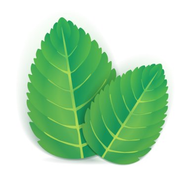 iki nane yaprakları