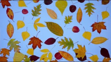Sonbahar yaprakları dökülüyor. Kuru sonbahar yaprakları kırmızı, turuncu ve kahverengi renklerde. Zaman aşımı
