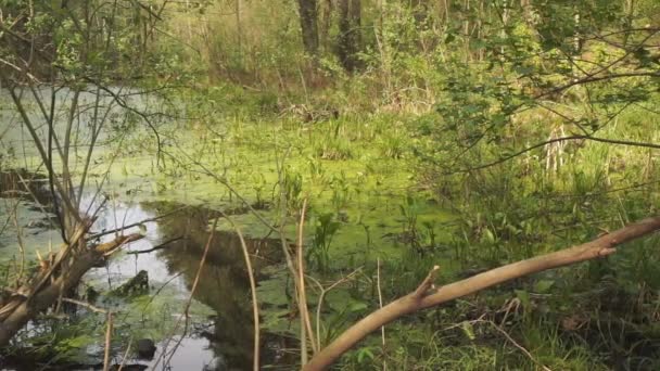 Wetlands Green Forest Impassable Swamp Landscape — Stock Video