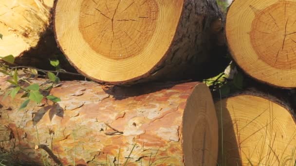 Kmeny Dřevo Hromada Řezaných Dřevěných Klád Zavřít — Stock video