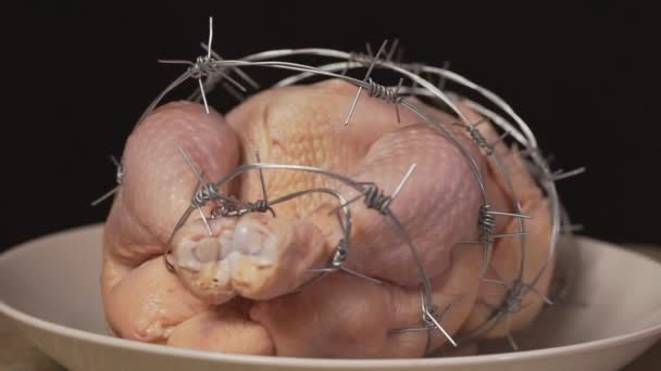 转基因生物 黑色背景的Gmo鸡 — 图库视频影像