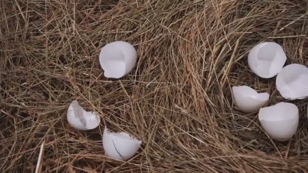 Yuvadaki Yumurta Kabuğu Kırık Yumurtalar Kuru Çimenlerde — Stok video