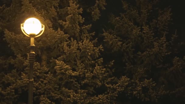 Latarnia Parku Miejskim Zimową Noc Lekkie Opady Śniegu Boże Narodzenie — Wideo stockowe