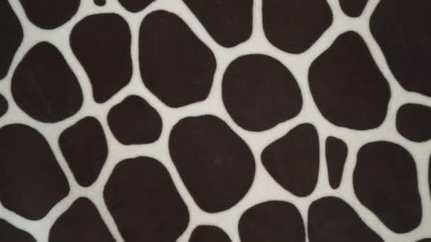 Texture Stampa Tessuto Strisce Zebra Cane Dalmata Leopardo Sfondo Disegnato — Video Stock