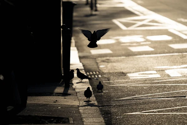 Pigeons Ζωα Γεννηματα Στο Παρισι — Φωτογραφία Αρχείου