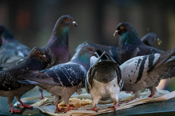 Pigeons Ζωα Γεννηματα Στο Παρισι — Φωτογραφία Αρχείου