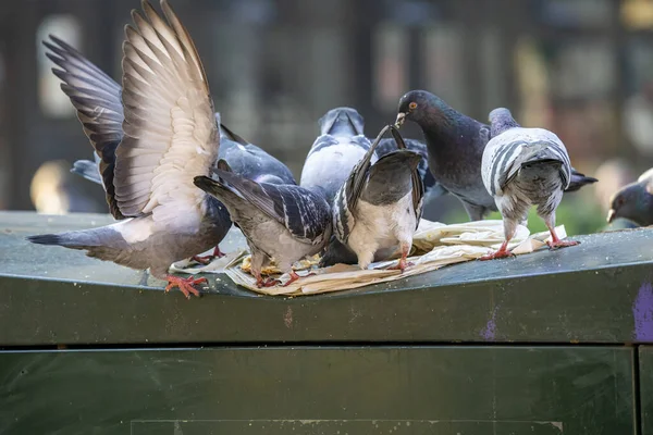 Pigeonen Tiere Vögel Paris Strasse — Stockfoto