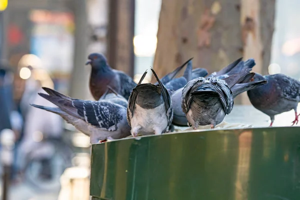 Pigeonok Állatok Birds Párizsi Streets Ben — Stock Fotó