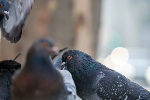 Pigeons Dieren Birds Parijs Streeten — Stockfoto