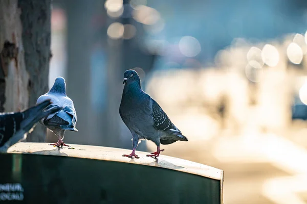 Pigeons Ζωα Γεννηματα Στο Παρισι — Φωτογραφία Αρχείου