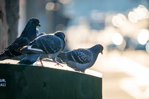 Pigeony Zwierzęta Pirdy Stretach Paryżu — Zdjęcie stockowe