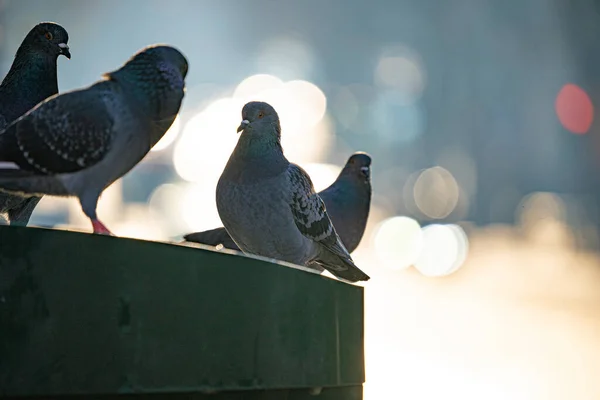 Pigeones Animales Aves Paris Streets —  Fotos de Stock