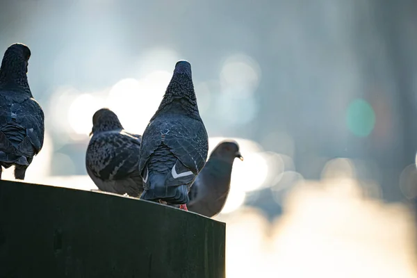 Pigeons Ζωα Γεννηματα Στο Παρισι — Φωτογραφία Αρχείου