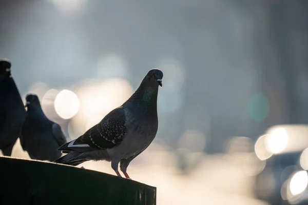 PIGEONS, ANIMALS, BIRDS IN PARIS STREETS