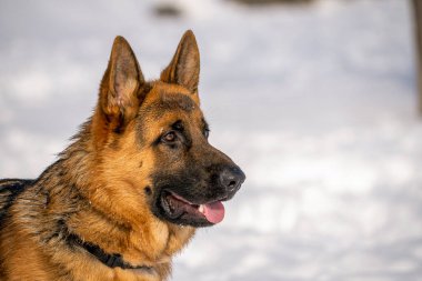 Alman çoban köpeği Madrid, İspanya 'da karda koşup oynuyor.