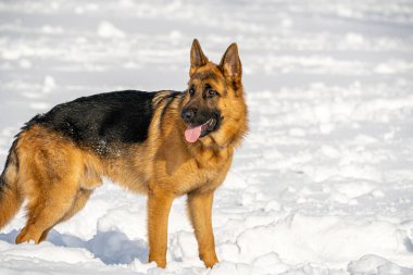 Alman çoban köpeği Madrid, İspanya 'da karda koşup oynuyor.