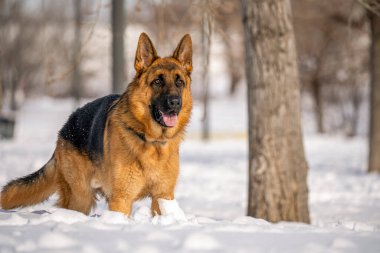 Alman çoban köpeği Madrid, İspanya 'da karda koşup oynuyor.