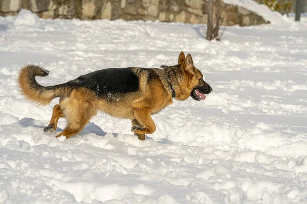 スペインのマドリードでドイツの羊飼いの犬が走って雪の中で遊んでいます — ストック写真