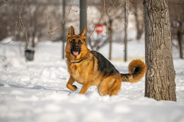 Alman çoban köpeği Madrid, İspanya 'da karda koşup oynuyor.