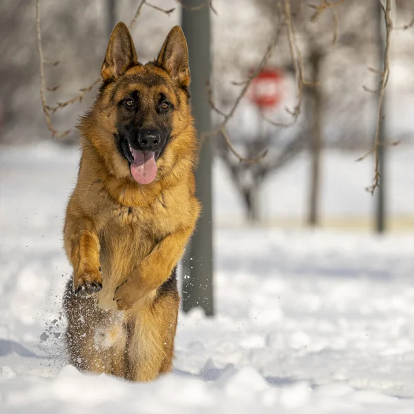 Alman çoban köpeği Madrid, İspanya 'da karda koşup oynuyor.