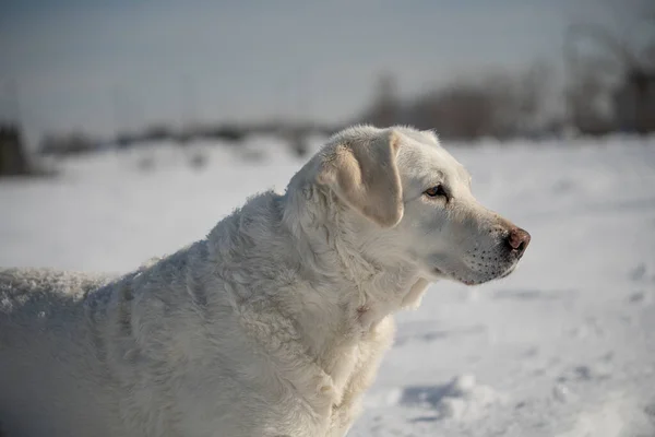 Światło Zabarwione Retriever Labrador Pies Biorąc Wędrówkę Jego Właścicielem Parku — Zdjęcie stockowe