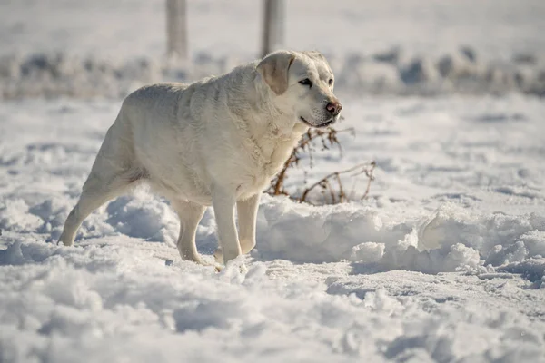 IŞIK KORUŞTURUĞU LABRADOR KÖPEĞİ Kar parkında sahibini yürüyüşe çıkartıyor ve karla oynuyor.