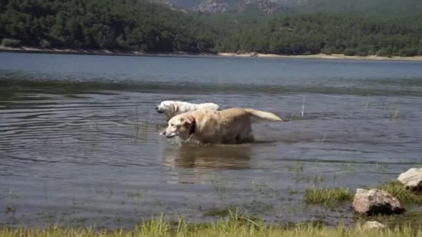 Две Собаки Labrador Retrievers Принимают Ванну Озере Горах Мадрида — стоковое видео