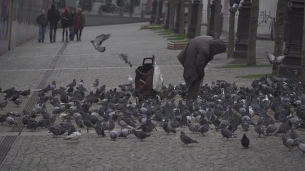 Senzatetto Nutre Piccioni Interagisce Con Lei Quartiere Nel Centro Parigi — Video Stock