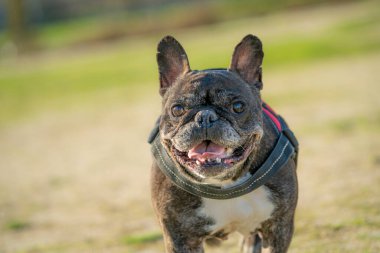 12 YAŞINDA KARŞIK FRANSIZ BULDOĞU