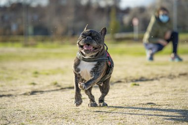 12 YAŞINDA KARŞIK FRANSIZ BİR PARKA ÇALIŞIYOR