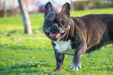 12 YAŞINDA KARŞIK FRANSIZ BULDOĞU