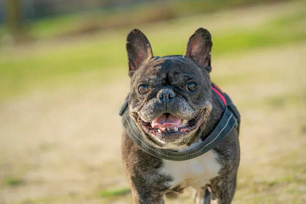 12 YAŞINDA KARŞIK FRANSIZ BULDOĞU