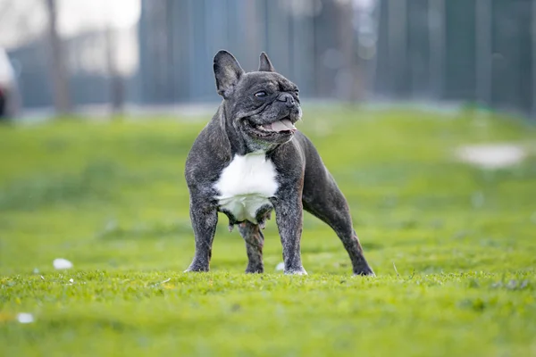 12 YAŞINDA KARŞIK FRANSIZ BULDOĞU